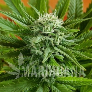 Auto Pineapple Express - G13 LABS