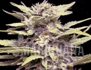 Blue Cindy - G13 LABS