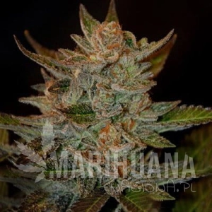 Blue OG - G13 LABS