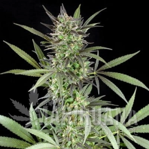 Blue Venom - G13 LABS