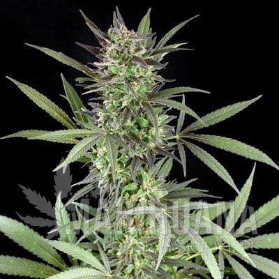 3c9edc289277dc023d946fd403ef4608cf23fddc