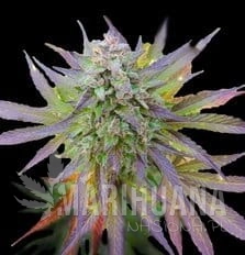 Blueberry Gum - G13 LABS