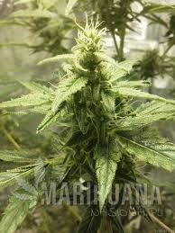 Ak-49 - Vision Seeds