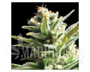 Amnesia - Vision Seeds
