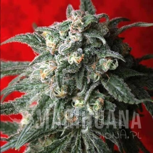 A-Train - T.H. SEEDS