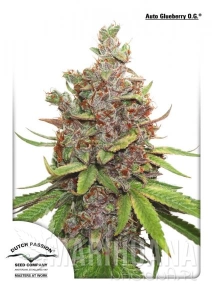 Auto Glueberry O.G. - DUTCH PASSION