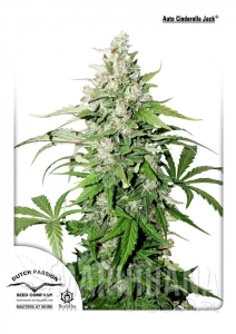 Auto Cinderella Jack® - DUTCH PASSION