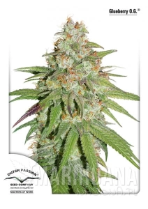 Glueberry O.G. - DUTCH PASSION