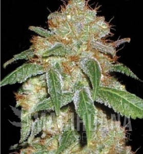 Dark Domina - BULK SEED BANK