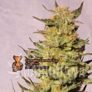 Kreamy Karamel - KANNABIA SEED