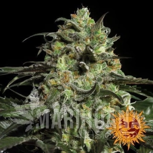 Peyote Cookies - BARNEY’S FARM