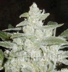 Biodiesel 2016 Fast Version - Biological Seeds