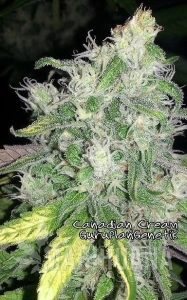 Canadian Cream - Biological Seeds