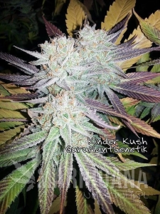 Kinder Kush - Biological Seeds