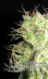 Kush Milk - Biological Seeds