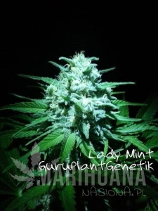 Lady Mint - Biological Seeds