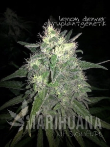 Lemon Denver - Biological Seeds