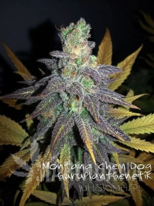 Montana Chem Dog - Biological Seeds