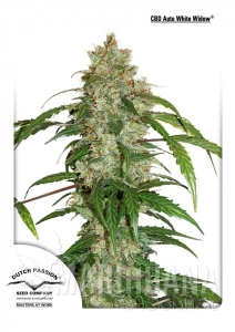 CBD Auto White Widow® - DUTCH PASSION