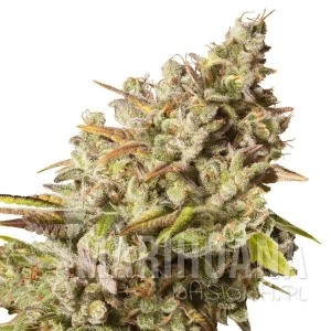 ROYAL GORILLA - ROYAL QUEEN SEEDS