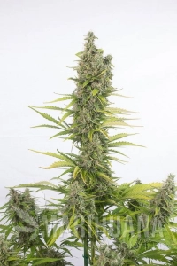Amnesia Auto CBD - DINAFEM