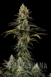 Early Amnesia CBD - DINAFEM