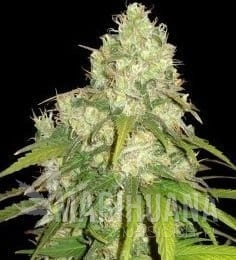 CBD Tonic - WORLD OF SEEDS