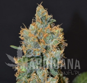 Tonic Ryder CDB - WORLD OF SEEDS