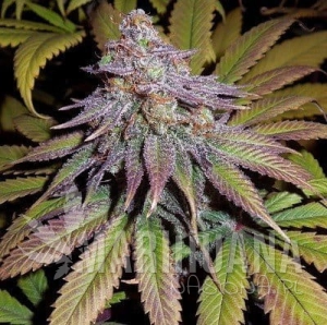 Bubba Hash - ACE SEEDS