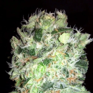 Edam Bomb - BOMB SEEDS