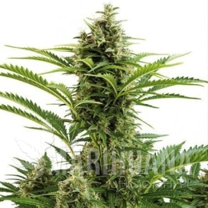 Auto Vesta - BUDDHA SEEDS