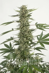 CBD White Widow (ODMIANA MEDYCZNA)
