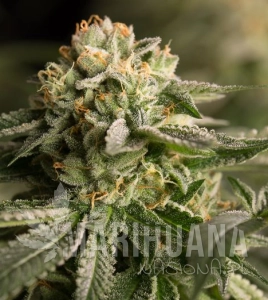 Remo Chemo - DINAFEM