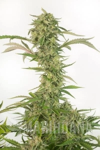 OG Kush Auto (CBD) - DINAFEM