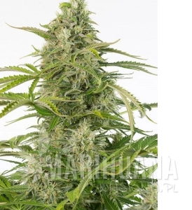 Cheese Autoflowering (CBD) - DINAFEM
