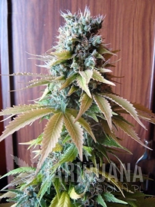 Blueberry - SEEDSMAN