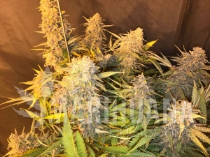 C99 x Blueberry Fast - SEEDSMAN