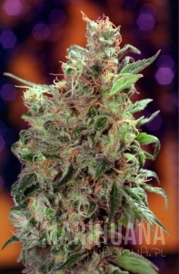California Orange - SEEDSMAN