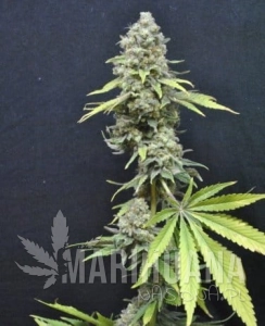 CBD Critical Mass - SEEDSMAN