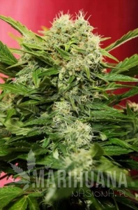 Auto Chronic Ryder - SEEDSMAN