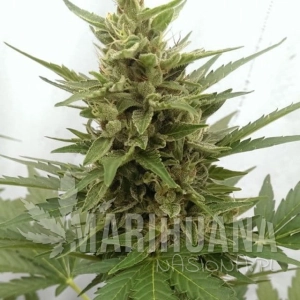 Auto Critical Ogre - SEEDSMAN