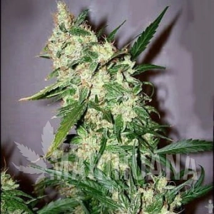 Early Skunk - SEEDSMAN