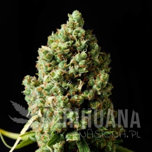 Jack Herrer - SEEDSMAN
