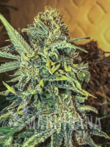 Jack Herer Fast - SEEDSMAN