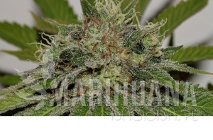 Mama Mia - SEEDSMAN