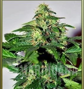 Lowryder #2 - SEEDSMAN