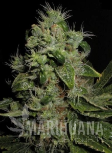 Mazari - SEEDSMAN