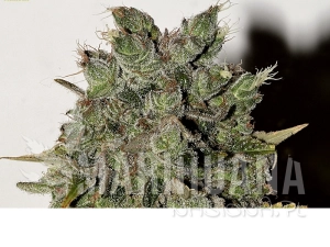 Nemesis - SEEDSMAN