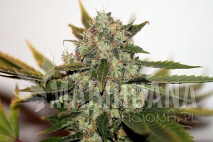 Original Skunk #1 Fast - SEEDSMAN