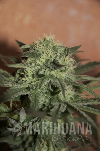 Auto Lemon - SEEDSMAN